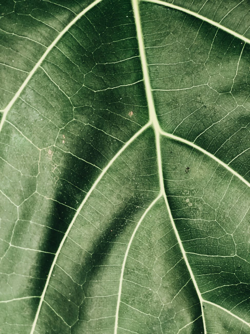 green leaf closeup photography