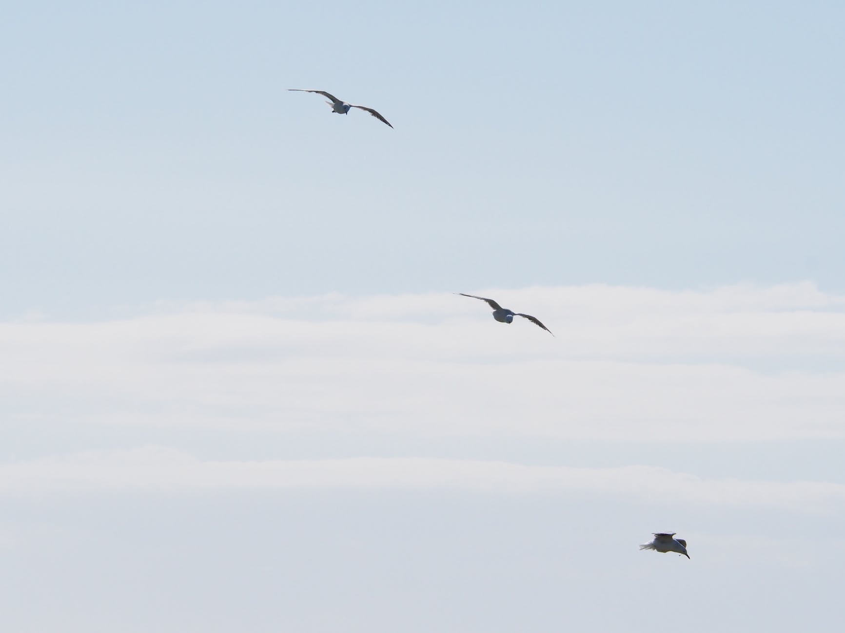 three birds flying under blue sky at daytime